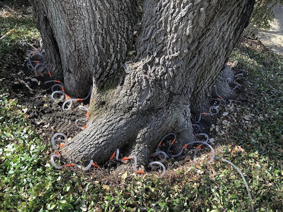 Detailed Tree Cabling and Bracing job site in Cherry Valley
