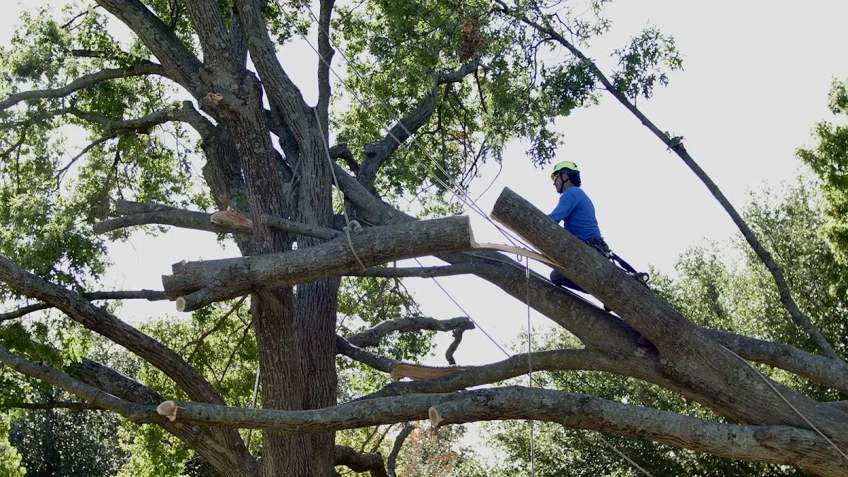 Professional Crown Thinning performed by certified arborists in Cherry Valley