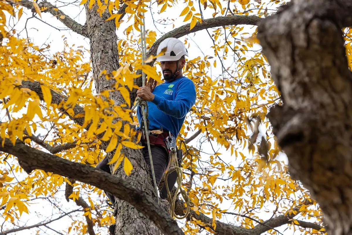 Skilled Tree Planing crew working in Cherry Valley